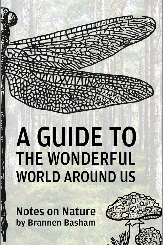 A Guide to the Wonderful World Around Us: Notes on Nature by Brannen Basham