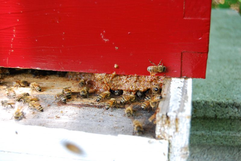 Honey bees from Spriggly's Beescaping