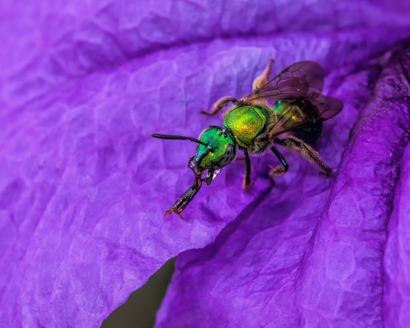 Sweat Bee, Native Bees of North America