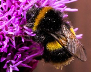 Bumble Bee, Native Bees of North America