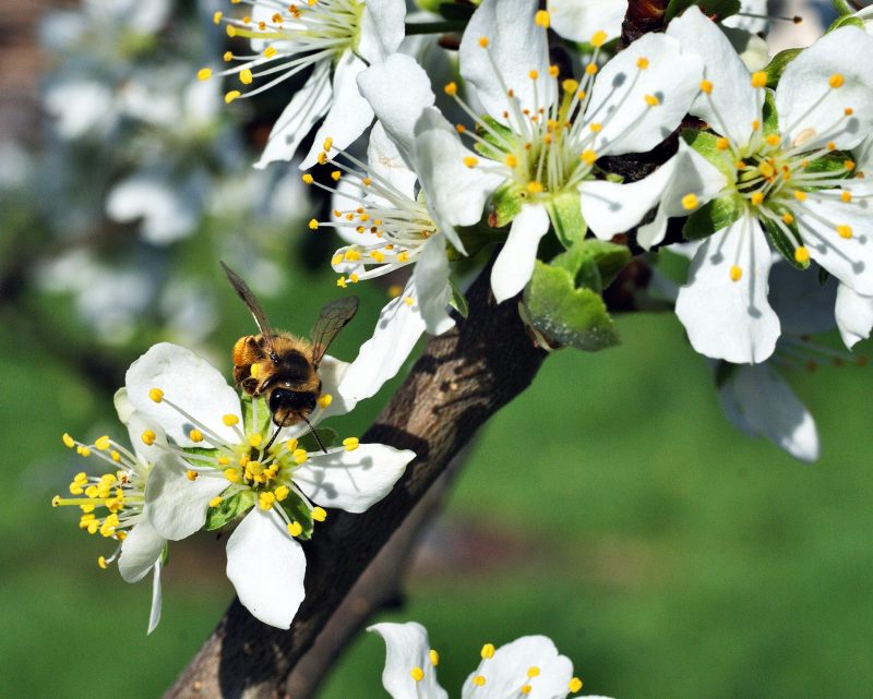Carpenter bees do more good than harm - Spriggly's Beescaping