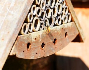 Mason Bee, Natives Bee of North America and Canada