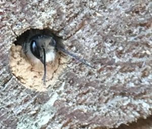 Mighty Mason Bees Native Pollinator Exploration With Spriggly S