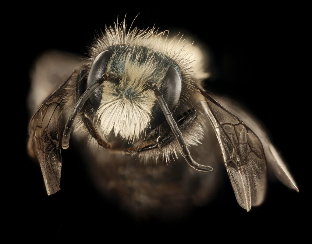 MAson Bee