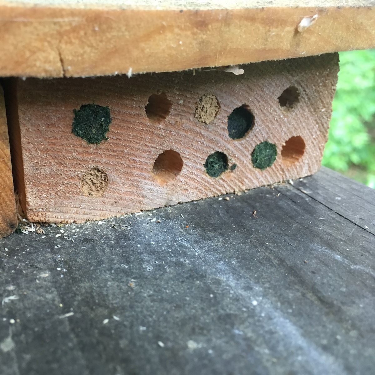 Mason bee and leafcutter bee nests