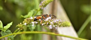 Wasp drinking nectar from a flower