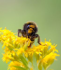 Bumblebee on goldenrod