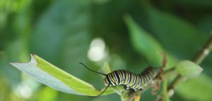 Monarch Caterpillar on Milkweed